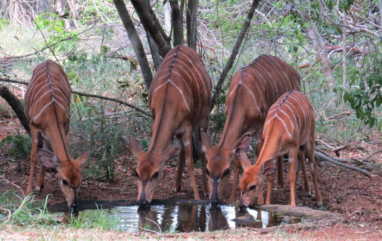Umkhumbi Lodge Hluhluwe Buitenkant foto